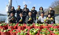 달콤한 봄의 전령사‘파파야 멜론’본격 첫 출하